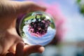 Hands holding large crystal ball Pink flower reflection in it. Royalty Free Stock Photo